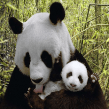 В какой стране живут панды, где они обитают?