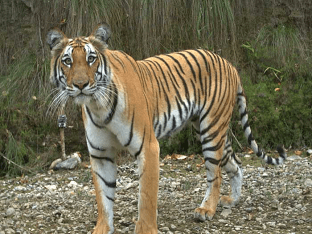 Яванский тигр жив? Описание вида