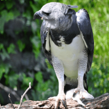 Южноамериканская Гарпия — самая сильная, птица в мире