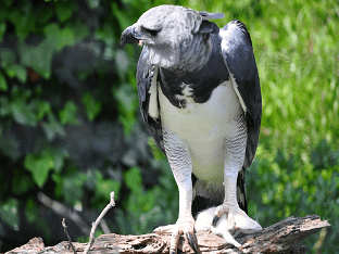 Южноамериканская Гарпия - самая сильная, птица в мире