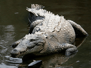 Гребнистый крокодил – хищник-людоед