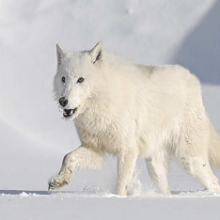Полярный волк: описание, среда обитания