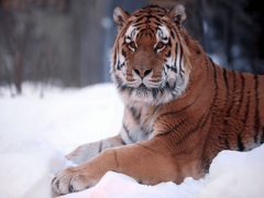 Сибирский тигр, информация о амурском тигре, обитание амурского тигра