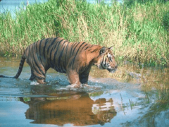 Туранский тигр, описание, причины исчезновения