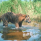 Туранский тигр, описание, причины исчезновения