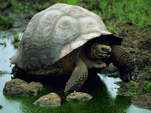 Какой вес у черепах: маленьких и больших?