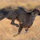 Гепард — самое быстрое животное на Земле