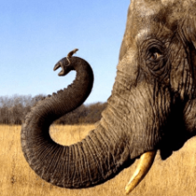 Боятся ли слоны мышей? Правда или миф?