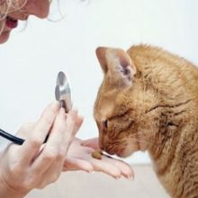 Советы по выбору ветеринарного врача