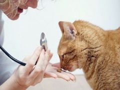 Советы по выбору ветеринарного врача