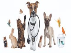 Ветеринарная клиника — выбираем заранее